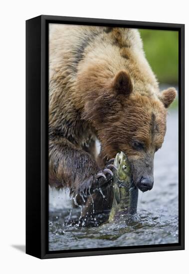 Brown Bear Fishing in Salmon Stream in Alaska-Paul Souders-Framed Stretched Canvas