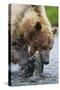 Brown Bear Fishing in Salmon Stream in Alaska-Paul Souders-Stretched Canvas