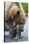 Brown Bear Fishing in Salmon Stream in Alaska-Paul Souders-Stretched Canvas