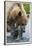 Brown Bear Fishing in Salmon Stream in Alaska-Paul Souders-Framed Premium Photographic Print