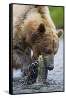 Brown Bear Fishing in Salmon Stream in Alaska-Paul Souders-Framed Stretched Canvas