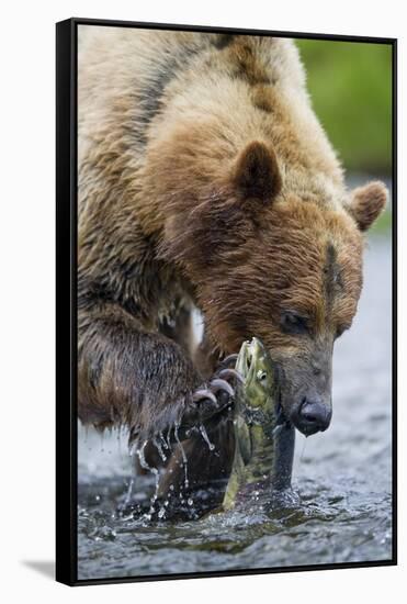 Brown Bear Fishing in Salmon Stream in Alaska-Paul Souders-Framed Stretched Canvas