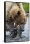 Brown Bear Fishing in Salmon Stream in Alaska-Paul Souders-Framed Stretched Canvas