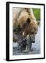 Brown Bear Fishing in Salmon Stream in Alaska-Paul Souders-Framed Photographic Print