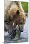 Brown Bear Fishing in Salmon Stream in Alaska-Paul Souders-Mounted Photographic Print