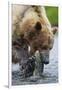 Brown Bear Fishing in Salmon Stream in Alaska-Paul Souders-Framed Photographic Print