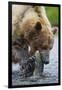 Brown Bear Fishing in Salmon Stream in Alaska-Paul Souders-Framed Photographic Print