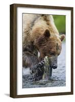 Brown Bear Fishing in Salmon Stream in Alaska-Paul Souders-Framed Photographic Print