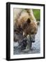 Brown Bear Fishing in Salmon Stream in Alaska-Paul Souders-Framed Photographic Print