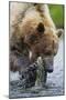 Brown Bear Fishing in Salmon Stream in Alaska-Paul Souders-Mounted Photographic Print