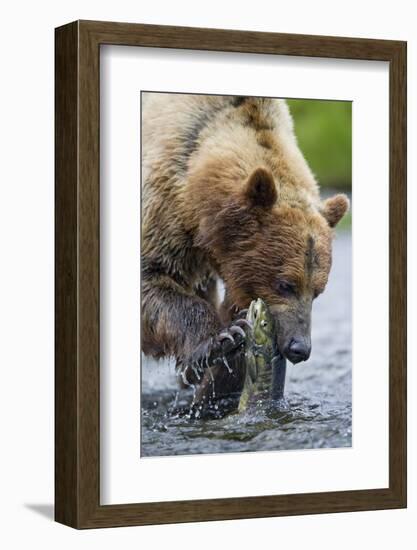 Brown Bear Fishing in Salmon Stream in Alaska-Paul Souders-Framed Photographic Print