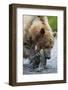 Brown Bear Fishing in Salmon Stream in Alaska-Paul Souders-Framed Photographic Print