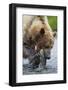 Brown Bear Fishing in Salmon Stream in Alaska-Paul Souders-Framed Photographic Print