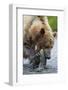 Brown Bear Fishing in Salmon Stream in Alaska-Paul Souders-Framed Photographic Print