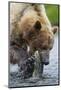 Brown Bear Fishing in Salmon Stream in Alaska-Paul Souders-Mounted Photographic Print