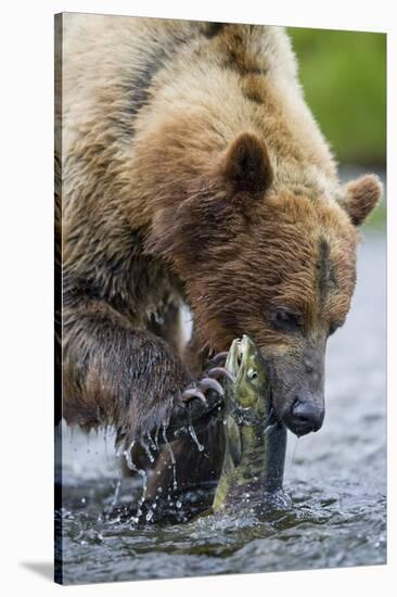 Brown Bear Fishing in Salmon Stream in Alaska-Paul Souders-Stretched Canvas