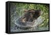 Brown Bear Fishing in Salmon Stream, Katmai National Park, Alaska-Paul Souders-Framed Stretched Canvas