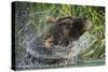 Brown Bear Fishing in Salmon Stream, Katmai National Park, Alaska-Paul Souders-Stretched Canvas