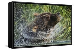 Brown Bear Fishing in Salmon Stream, Katmai National Park, Alaska-Paul Souders-Framed Stretched Canvas