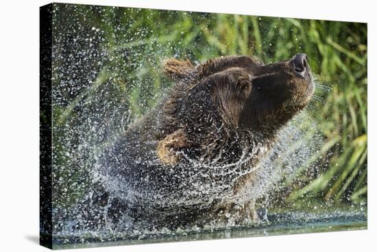 Brown Bear Fishing in Salmon Stream, Katmai National Park, Alaska-Paul Souders-Stretched Canvas