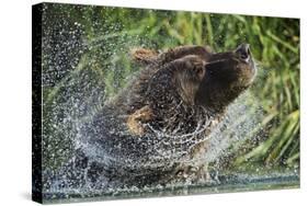 Brown Bear Fishing in Salmon Stream, Katmai National Park, Alaska-Paul Souders-Stretched Canvas