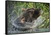 Brown Bear Fishing in Salmon Stream, Katmai National Park, Alaska-Paul Souders-Framed Stretched Canvas