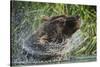 Brown Bear Fishing in Salmon Stream, Katmai National Park, Alaska-Paul Souders-Stretched Canvas