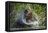 Brown Bear Fishing in Salmon Stream, Katmai National Park, Alaska-Paul Souders-Framed Stretched Canvas