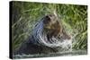 Brown Bear Fishing in Salmon Stream, Katmai National Park, Alaska-Paul Souders-Stretched Canvas