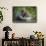 Brown Bear Fishing in Salmon Stream, Katmai National Park, Alaska-Paul Souders-Framed Stretched Canvas displayed on a wall