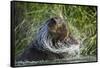 Brown Bear Fishing in Salmon Stream, Katmai National Park, Alaska-Paul Souders-Framed Stretched Canvas