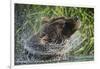 Brown Bear Fishing in Salmon Stream, Katmai National Park, Alaska-Paul Souders-Framed Photographic Print