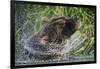 Brown Bear Fishing in Salmon Stream, Katmai National Park, Alaska-Paul Souders-Framed Photographic Print