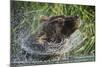 Brown Bear Fishing in Salmon Stream, Katmai National Park, Alaska-Paul Souders-Mounted Photographic Print