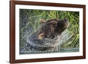 Brown Bear Fishing in Salmon Stream, Katmai National Park, Alaska-Paul Souders-Framed Photographic Print