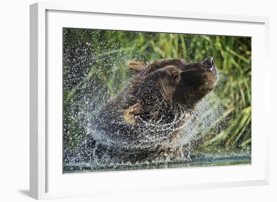 Brown Bear Fishing in Salmon Stream, Katmai National Park, Alaska-Paul Souders-Framed Photographic Print