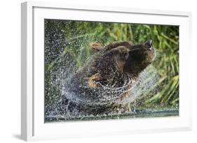 Brown Bear Fishing in Salmon Stream, Katmai National Park, Alaska-Paul Souders-Framed Photographic Print