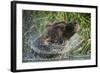 Brown Bear Fishing in Salmon Stream, Katmai National Park, Alaska-Paul Souders-Framed Photographic Print