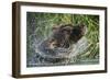 Brown Bear Fishing in Salmon Stream, Katmai National Park, Alaska-Paul Souders-Framed Photographic Print