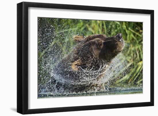 Brown Bear Fishing in Salmon Stream, Katmai National Park, Alaska-Paul Souders-Framed Photographic Print