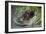 Brown Bear Fishing in Salmon Stream, Katmai National Park, Alaska-Paul Souders-Framed Photographic Print