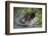 Brown Bear Fishing in Salmon Stream, Katmai National Park, Alaska-Paul Souders-Framed Photographic Print