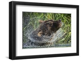 Brown Bear Fishing in Salmon Stream, Katmai National Park, Alaska-Paul Souders-Framed Photographic Print