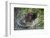 Brown Bear Fishing in Salmon Stream, Katmai National Park, Alaska-Paul Souders-Framed Photographic Print