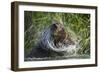 Brown Bear Fishing in Salmon Stream, Katmai National Park, Alaska-Paul Souders-Framed Photographic Print