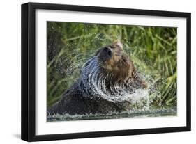 Brown Bear Fishing in Salmon Stream, Katmai National Park, Alaska-Paul Souders-Framed Photographic Print