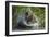 Brown Bear Fishing in Salmon Stream, Katmai National Park, Alaska-Paul Souders-Framed Photographic Print