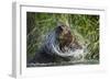 Brown Bear Fishing in Salmon Stream, Katmai National Park, Alaska-Paul Souders-Framed Photographic Print