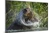 Brown Bear Fishing in Salmon Stream, Katmai National Park, Alaska-Paul Souders-Mounted Photographic Print