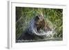 Brown Bear Fishing in Salmon Stream, Katmai National Park, Alaska-Paul Souders-Framed Photographic Print